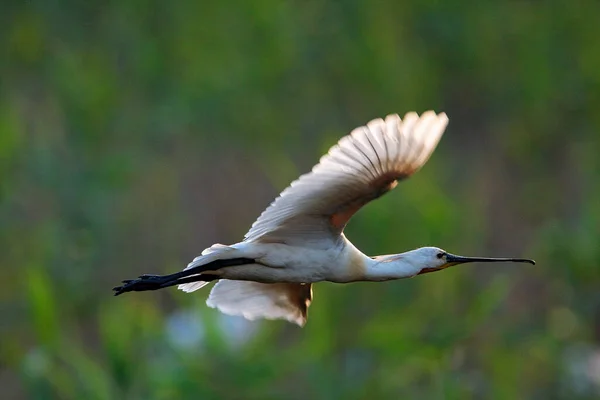 Spatola Eurasiatica Volo Sopra Canne Lonjsko Polje Croazia — Foto Stock