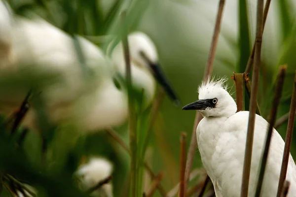 Micul Egret Din Trestia Cuibului Din Colonie Lonjsko Polje Croația — Fotografie, imagine de stoc