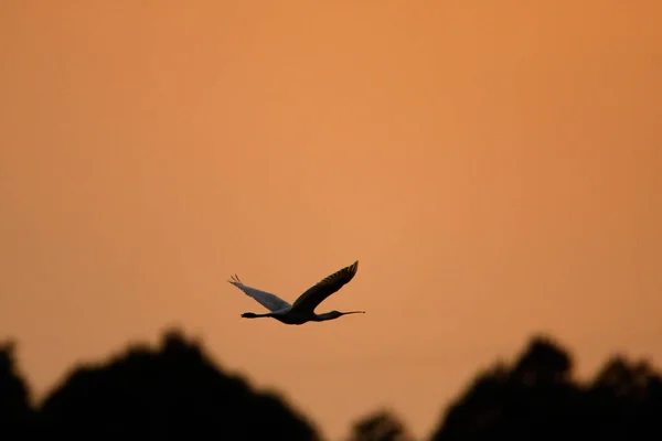 Der Eurasische Löffler Flug Der Abenddämmerung Der Vogelkolonie Lonjsko Polje — Stockfoto