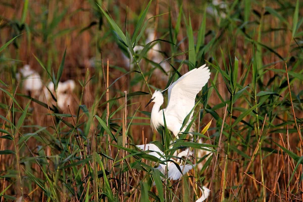 Micul Egret Din Trestia Cuibului Din Colonie Lonjsko Polje Croația — Fotografie, imagine de stoc