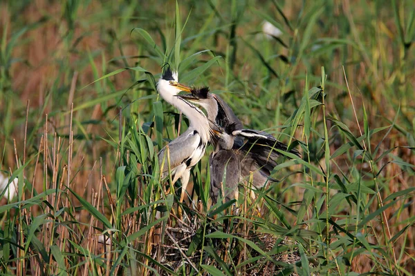 Grey Hero Parent Feeding Offspring Nest Bird Colony Lonjsko Polje — Stock Photo, Image