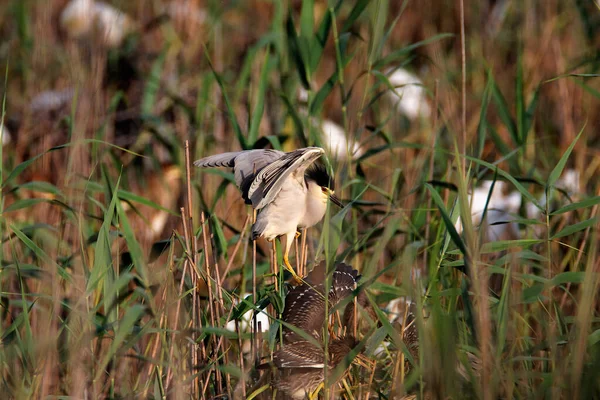 Night Heron Nest Reeds Lonjsko Polje Croatia — Stock Photo, Image