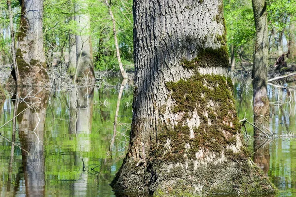 Árvores Água Planície Inundação Inundada Lonjsko Polje Croácia — Fotografia de Stock