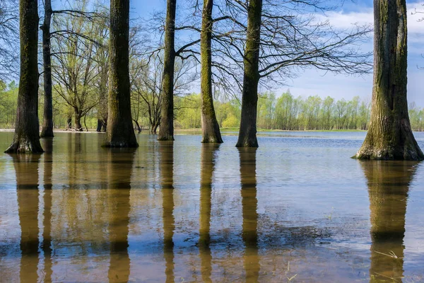 Trees in water, flooded floodplain in Lonjsko polje, Croatia