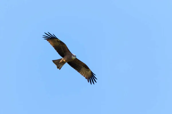 Aguilucho Del Pantano Occidental Circus Aeruginosus Vuelo Contra Cielo Azul — Foto de Stock