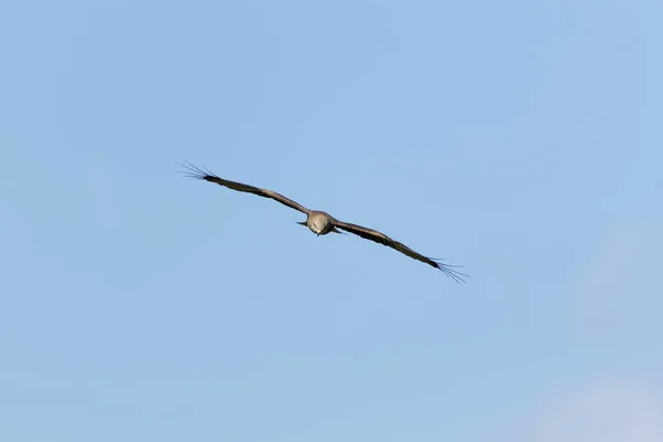 Den Västra Kärrhöken Circus Aeruginosus Flygning Mot Blå Himmel Från — Stockfoto