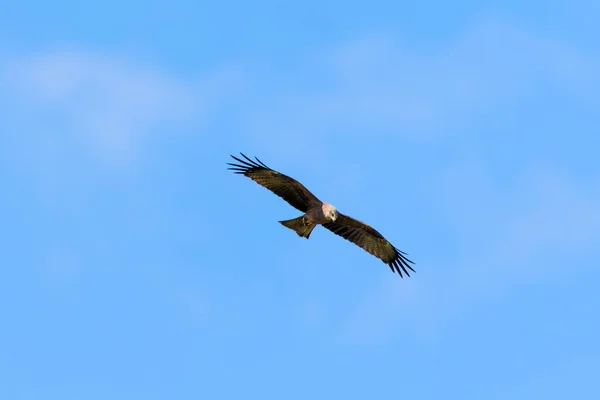 Західний Болотний Harrier Circus Aeruginosus Польоті Проти Блакитного Неба Лонджско — стокове фото