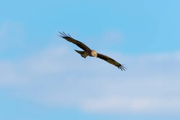 Західний Болотний Harrier Circus Aeruginosus Польоті Проти Блакитного Неба Лонджско — стокове фото