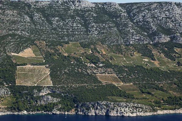 Vignobles Sur Peljeac Mer Adriatique Croatie — Photo
