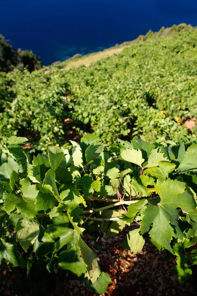 Vinhas Peljeac Mar Adriático Croácia — Fotografia de Stock