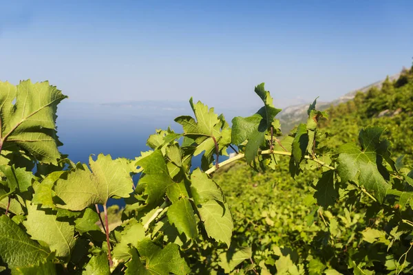 Виноградники Пелєці Адріатичне Море Хорватія — стокове фото