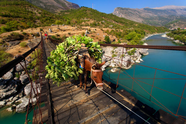 Осёл на висячем мосту на реке Вьоса, Албания