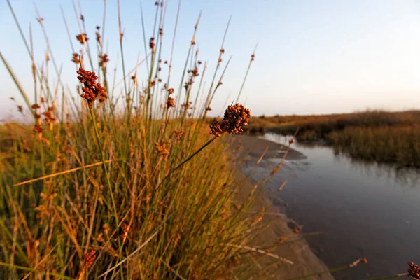 Arnavutluk 'un Arnavutluk kıyısındaki Mati Nehri deltası