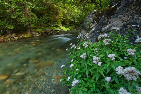 Rivière Radika Dans Parc National Mavrovo Macédoine — Photo