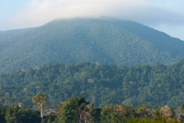 Jungle Sur Les Collines Des Îles Andamans Inde — Photo