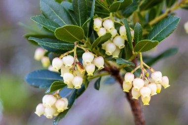 Hırvatistan 'ın Vrana Gölü Doğa Parkından çilek ağacının çiçekleri