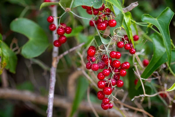 Smilax aspera meyveleri, yaygın isimlerle Smilax