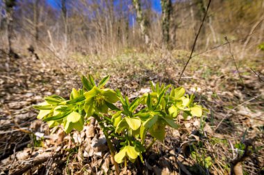 Helleborus kokusu, yaygın olarak kokulu karabatak olarak bilinir.