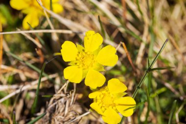 The flower of Potentilla reptans, known as the creeping cinquefoil, European cinquefoil or creeping tormentil