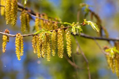 The flower of Carpinus betulus, the European or common hornbeam