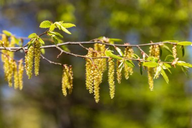 The flower of Carpinus betulus, the European or common hornbeam