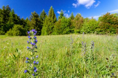 Flowers of Echium vulgare  known as viper's bugloss and blueweed on the grassland