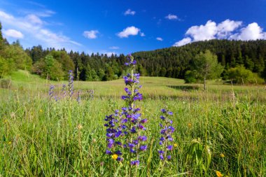 Flowers of Echium vulgare  known as viper's bugloss and blueweed on the grassland