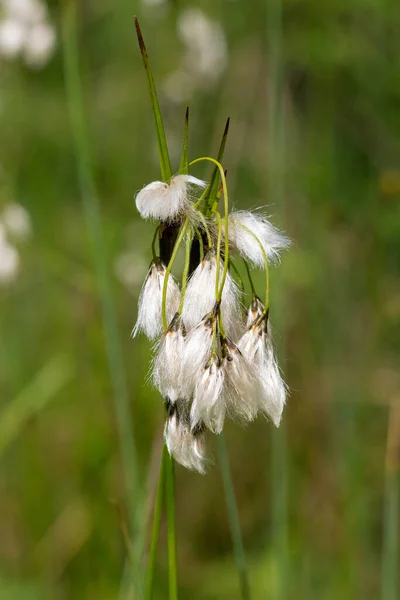 Owoce Nasiona Trawy Bawełnianej Eriophorum Latifolium Park Narodowy Risnjak Chorwacja — Zdjęcie stockowe