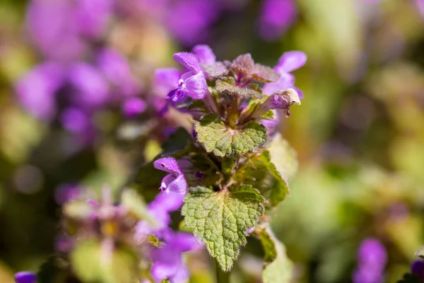 Kwiaty Lamium Purpureum Znane Jako Czerwona Pokrzywa Martwa Fioletowa Pokrzywa — Zdjęcie stockowe