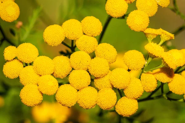 Widok Bliska Opaleniznę Tanacetum Vulgare — Zdjęcie stockowe