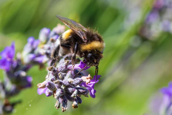Bumblebee Lavandula Lavender Flower — Stock Photo, Image