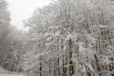 Hırvatistan 'ın karla kaplı ormandaki ağaçlar