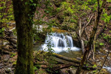 Hırvatistan 'ın dağları Zeleni Vir, yosun ve eğreltiotlarıyla kaplı kayanın üzerindeki yemyeşil şelale.