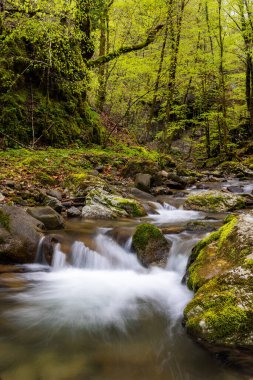 İlkbaharda akıntılı Zeleni Vir deresi