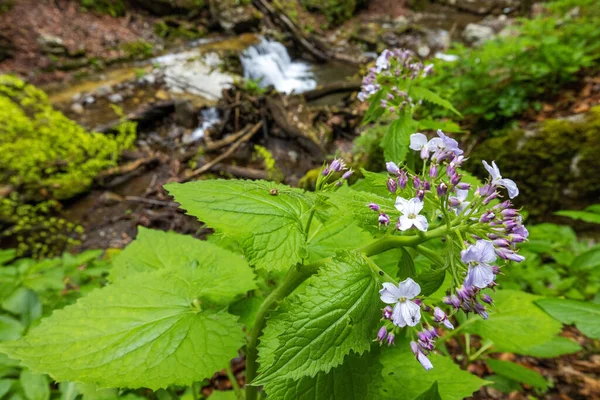 Wieloletnia Szczerość Lunaria Rediviva Kamanik River Chorwacja — Zdjęcie stockowe