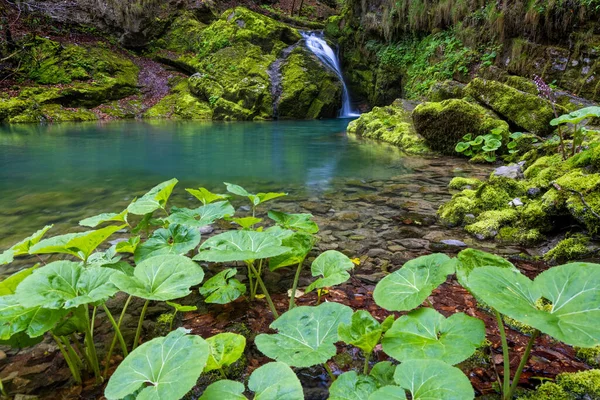 Üppiger Wasserfall Auf Dem Mit Moos Und Farnen Bedeckten Felsen — Stockfoto