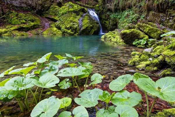 Üppiger Wasserfall Auf Dem Mit Moos Und Farnen Bedeckten Felsen — Stockfoto