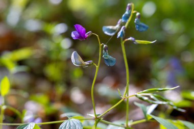Lathyrus vernus çiçeği, bahar vetchling, bahar bezelye, veya bahar vetch