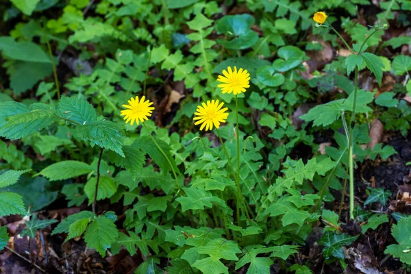 Gros Plan Fleur Aposeris Foetida — Photo