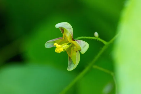 Epimedium Alpinum Αλπικό Barrenwort Στο Δάσος — Φωτογραφία Αρχείου