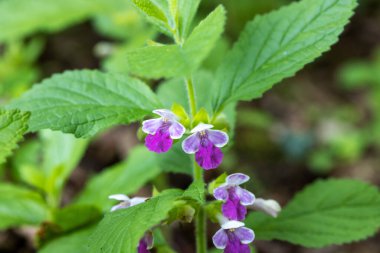 Melittis melissophyllum çiçekleri (yaygın adı piç merhemidir.)
