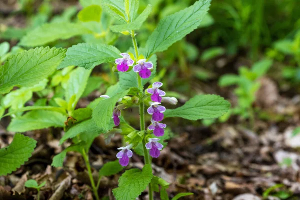 Kwiaty Melittis Melissophyllum Pospolita Nazwa Bękart Balsam — Zdjęcie stockowe