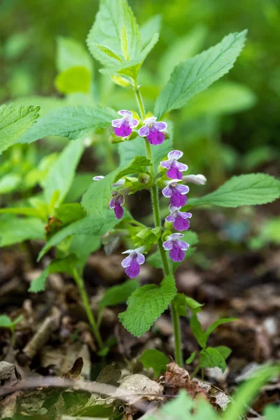 Kwiaty Melittis Melissophyllum Pospolita Nazwa Bękart Balsam — Zdjęcie stockowe