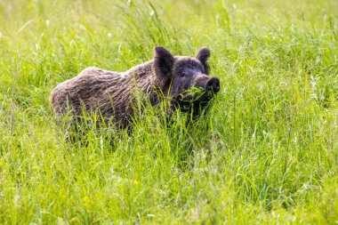 Yabandomuzu otlaklardaki bitkileri yiyor, Baranja, Hırvatistan