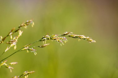 Erkekli çim çiçeği