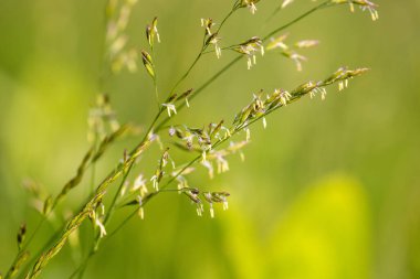 Erkekli çim çiçeği