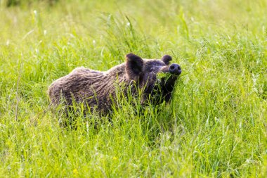 Yabandomuzu otlaklardaki bitkileri yiyor, Baranja, Hırvatistan