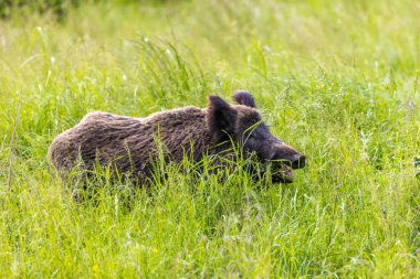 Yabandomuzu otlaklardaki bitkileri yiyor, Baranja, Hırvatistan
