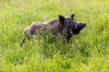 Yabandomuzu otlaklardaki bitkileri yiyor, Baranja, Hırvatistan