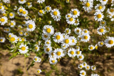 Papatya çiçekleri (Matricaria chamomilla)